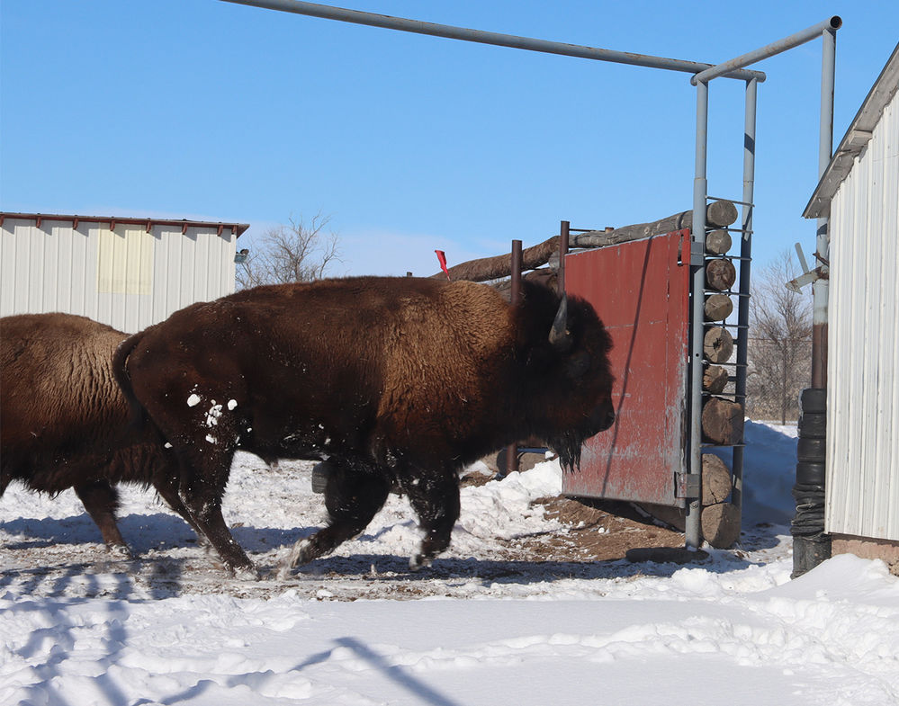 Where the Buffalo Roam Raising bison at the Rocky Hollow Buffalo Company.